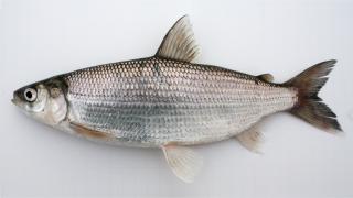 Cisco Fish 