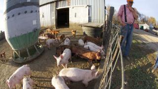 Farmer standing next to a hog feeding area