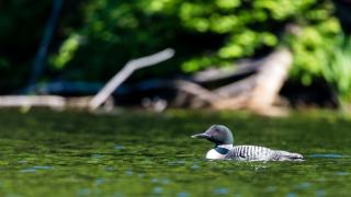 A common loon floats in the water