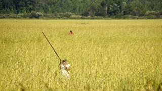 Wild rice harvest