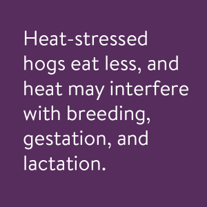 Heat-stressed hogs eat less, and head may interfere with breeding, gestation, and lactation