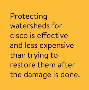 Protecting watersheds for cisco is effective and less expensive than trying to restore them after the damage is done.