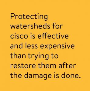 Protecting watersheds for cisco is effective and less expensive than trying to restore them after the damage is done.