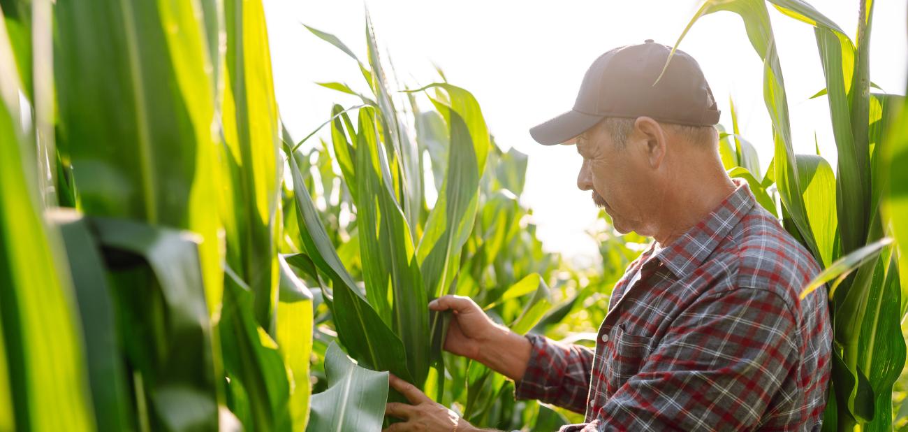 Minnesota’s lands are a climate solution | Our Minnesota Climate