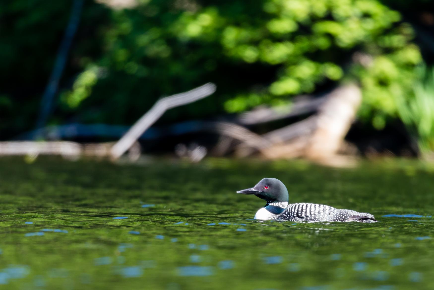 A common loon floats in the water
