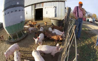 Farmer standing next to a hog feeding area
